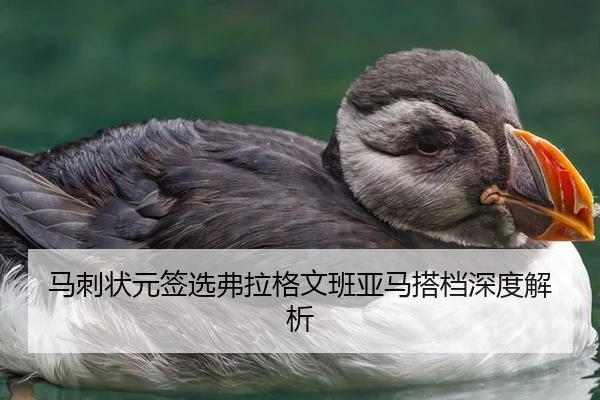 马刺状元签选弗拉格文班亚马搭档深度解析